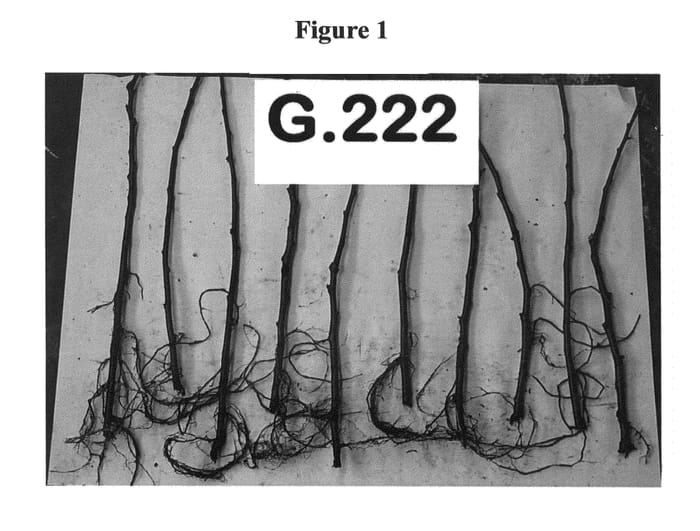 Figure 1 of US plant patent PP24834, the photograph of G.222 printed in the patent.