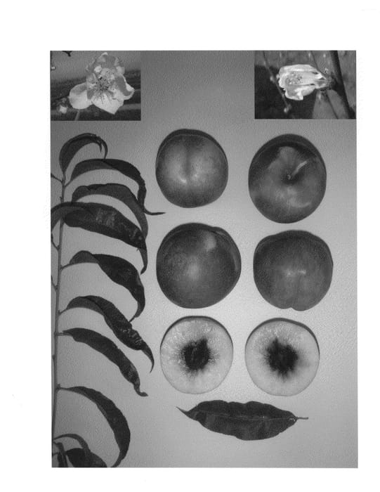 Figure 1 of US plant patent PP24835, the photograph of Pearlicious XVII printed in the patent.
