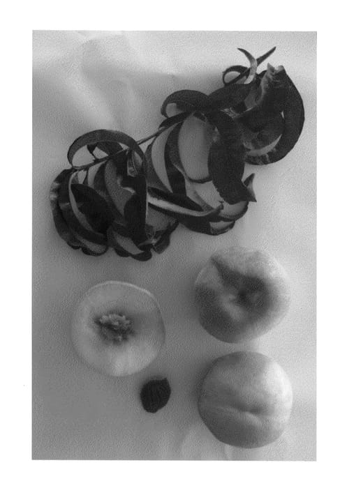 Figure 1 of US plant patent PP24836, the photograph of Burpeachthirty printed in the patent.