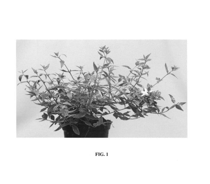 Figure 1 of US plant patent PP24838, the photograph of Wevo2 printed in the patent.