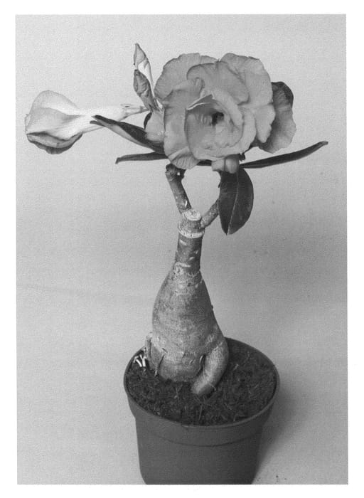 Figure 1 of US plant patent PP24839, the photograph of LEELADE203 printed in the patent.