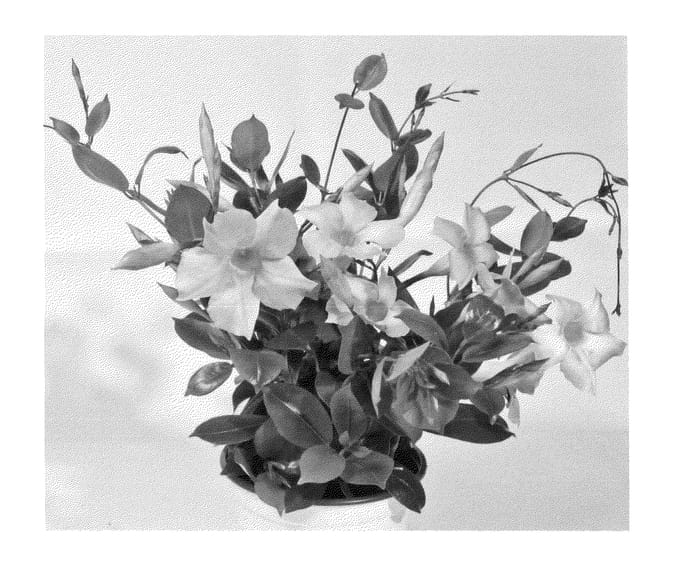 Figure 1 of US plant patent PP24840, the photograph of Duemalasopi printed in the patent.
