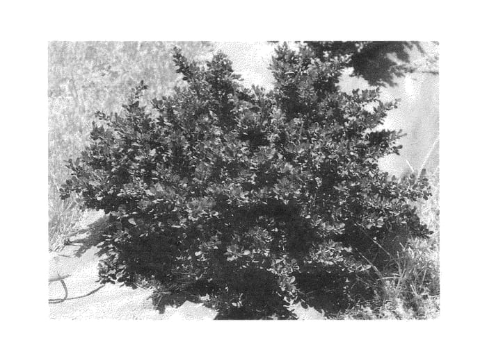 Figure 1 of US plant patent PP24841, the photograph of Mimi printed in the patent.