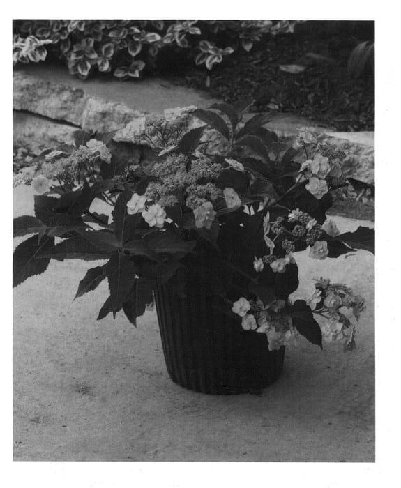 Figure 1 of US plant patent PP24842, the photograph of MAKD printed in the patent.