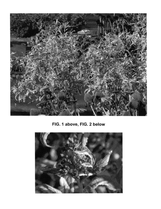 Figure 1 of US plant patent PP24843, the photograph of Capri printed in the patent.