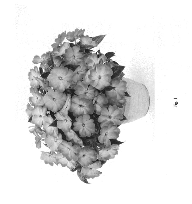 Figure 1 of US plant patent PP24844, the photograph of DHAR353 printed in the patent.