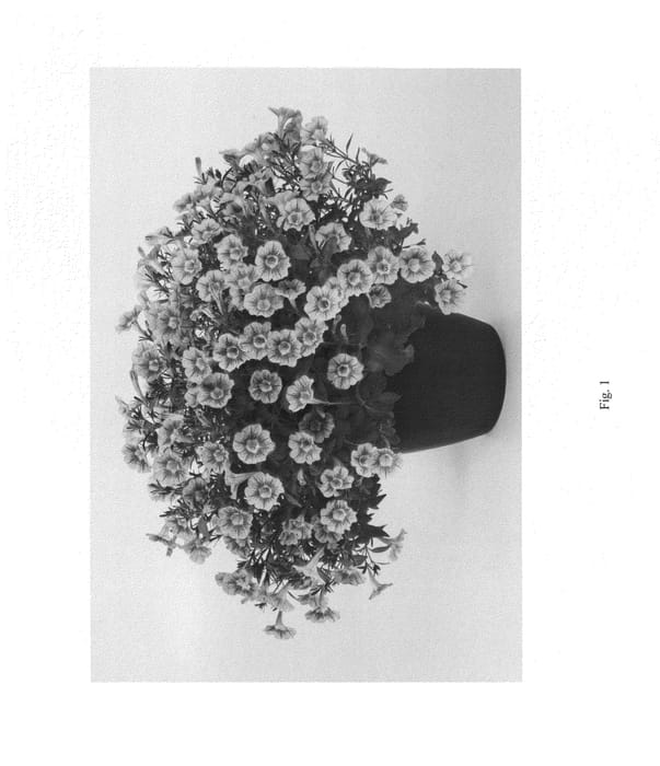 Figure 1 of US plant patent PP24845, the photograph of DMARV121 printed in the patent.