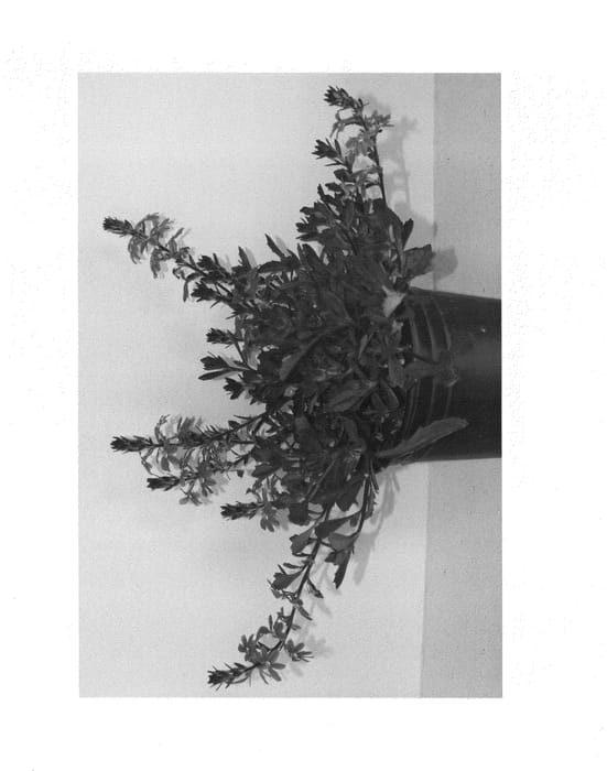Figure 1 of US plant patent PP24846, the photograph of SSCSB01-0 printed in the patent.