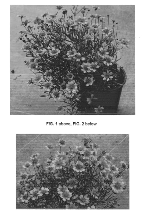 Figure 1 of US plant patent PP24847, the photograph of Desert Coral printed in the patent.