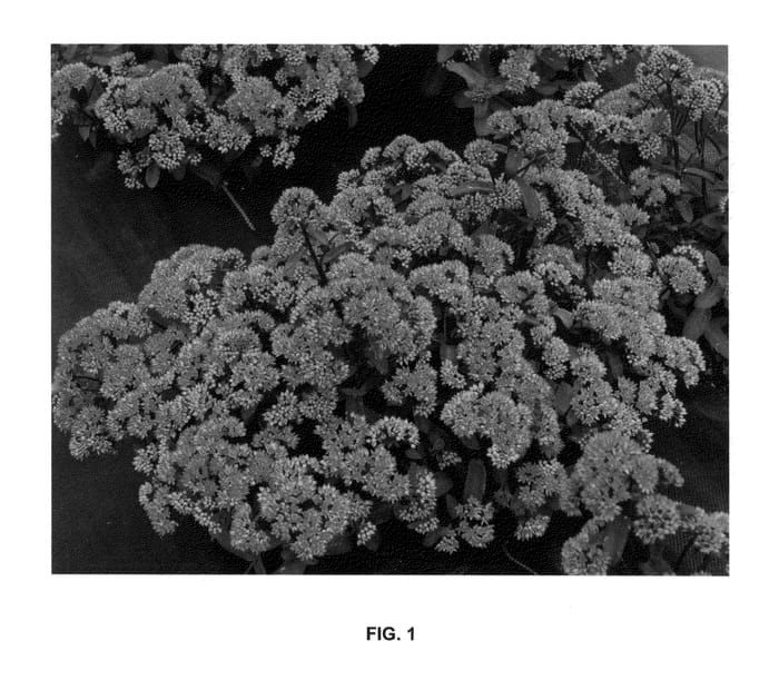 Figure 1 of US plant patent PP24848, the photograph of Desert Red printed in the patent.