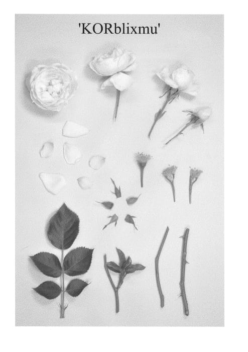 Figure 1 of US plant patent PP24849, the photograph of KORblixmu printed in the patent.