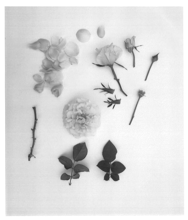 Figure 1 of US plant patent PP24850, the photograph of Poulpah059 printed in the patent.
