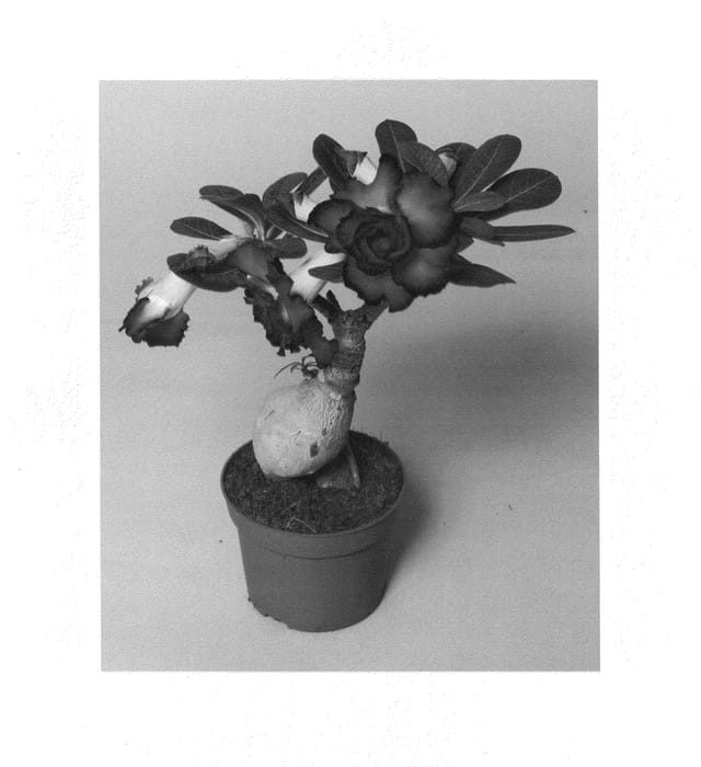Figure 1 of US plant patent PP24851, the photograph of LEELADE205 printed in the patent.