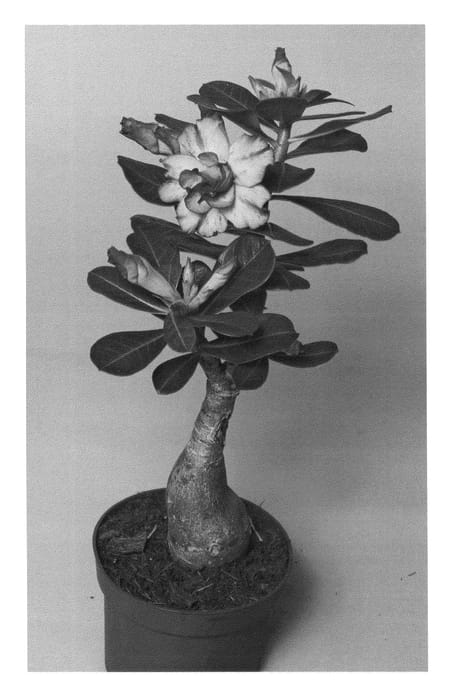 Figure 1 of US plant patent PP24852, the photograph of LEELADE202 printed in the patent.