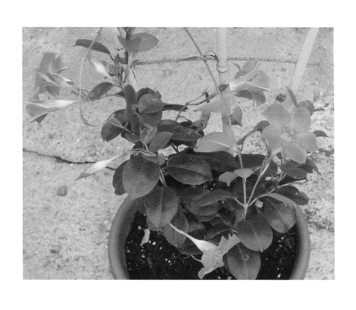 Figure 1 of US plant patent PP24853, the photograph of Duemarpi printed in the patent.