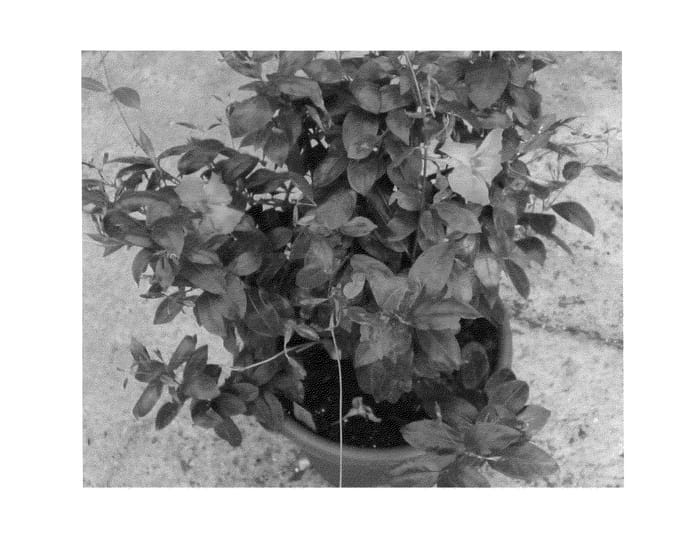 Figure 1 of US plant patent PP24854, the photograph of Duemalapi printed in the patent.