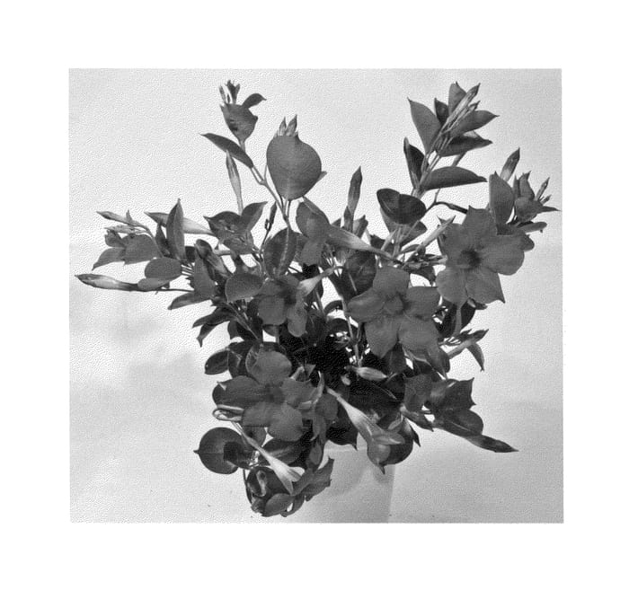 Figure 1 of US plant patent PP24855, the photograph of Duemalaneo printed in the patent.