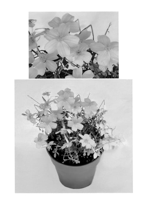Figure 1 of US plant patent PP24856, the photograph of 09TAG1002 printed in the patent.