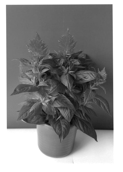 Figure 1 of US plant patent PP24857, the photograph of BKCELOR printed in the patent.