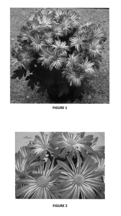 Figure 1 of US plant patent PP24858, the photograph of CIDZ0046 printed in the patent.