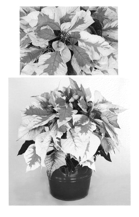 Figure 1 of US plant patent PP24859, the photograph of PER1910 printed in the patent.