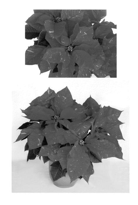 Figure 1 of US plant patent PP24860, the photograph of PER2010 printed in the patent.