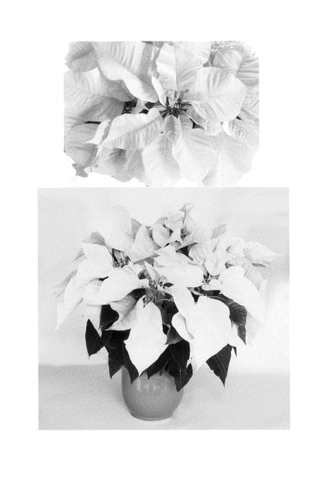 Figure 1 of US plant patent PP24861, the photograph of PER2711 printed in the patent.