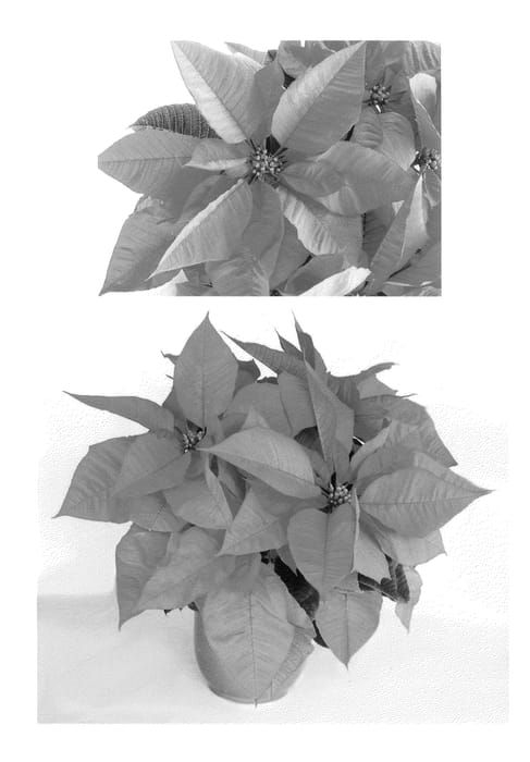 Figure 1 of US plant patent PP24862, the photograph of PER2110 printed in the patent.