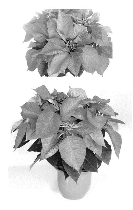 Figure 1 of US plant patent PP24863, the photograph of PER2109 printed in the patent.