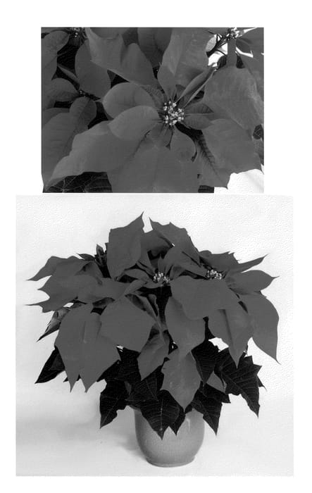 Figure 1 of US plant patent PP24864, the photograph of PER1303 printed in the patent.