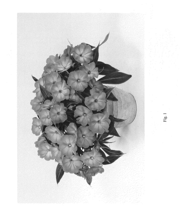 Figure 1 of US plant patent PP24865, the photograph of DHAR397 printed in the patent.