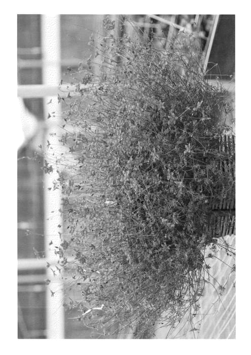 Figure 1 of US plant patent PP24866, the photograph of Florbikanoyel printed in the patent.