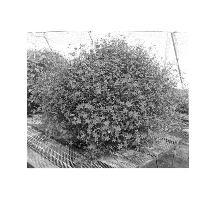 Figure 1 of US plant patent PP24867, the photograph of Florbikanre printed in the patent.