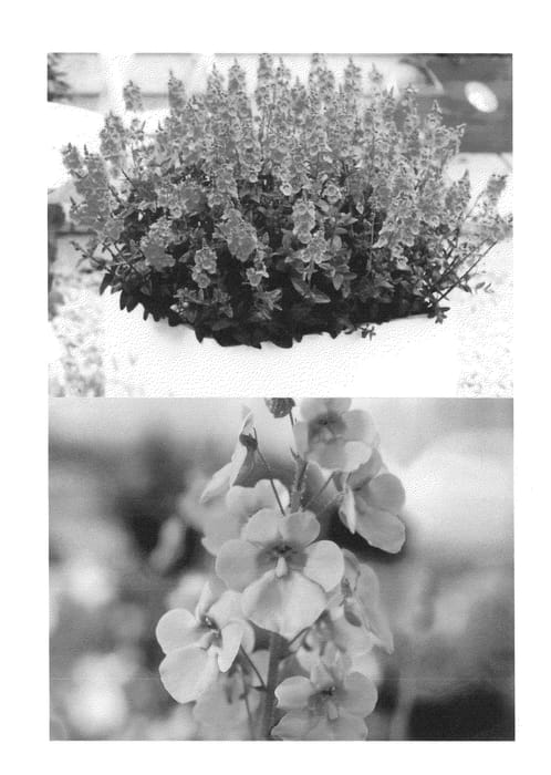 Figure 1 of US plant patent PP24868, the photograph of Sunjodiblupi printed in the patent.