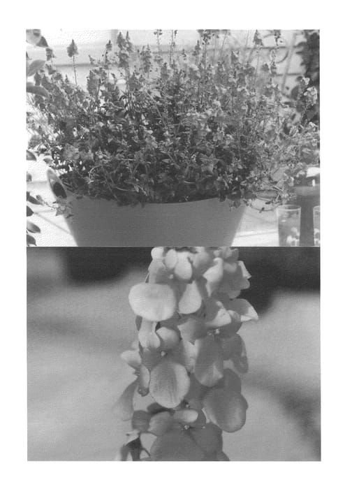 Figure 1 of US plant patent PP24869, the photograph of Sunjodiora printed in the patent.