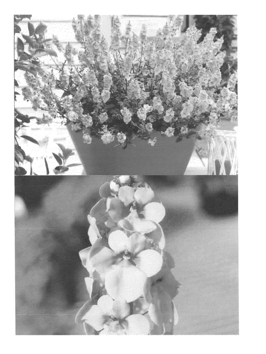 Figure 1 of US plant patent PP24870, the photograph of Sunjodipi printed in the patent.