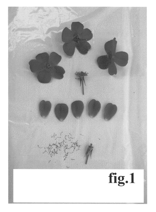 Figure 1 of US plant patent PP24871, the photograph of Poulcot012 printed in the patent.