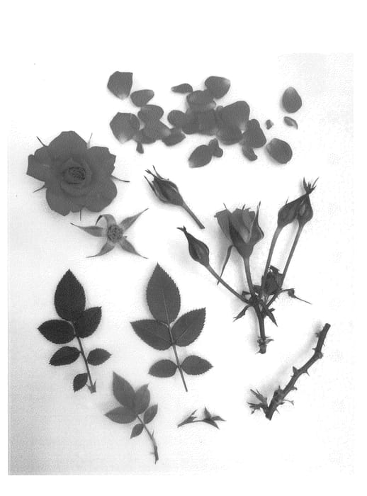 Figure 1 of US plant patent PP24872, the photograph of Poulty010 printed in the patent.