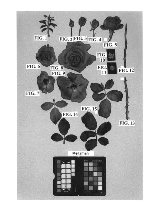 Figure 1 of US plant patent PP24873, the photograph of Meitafnah printed in the patent.