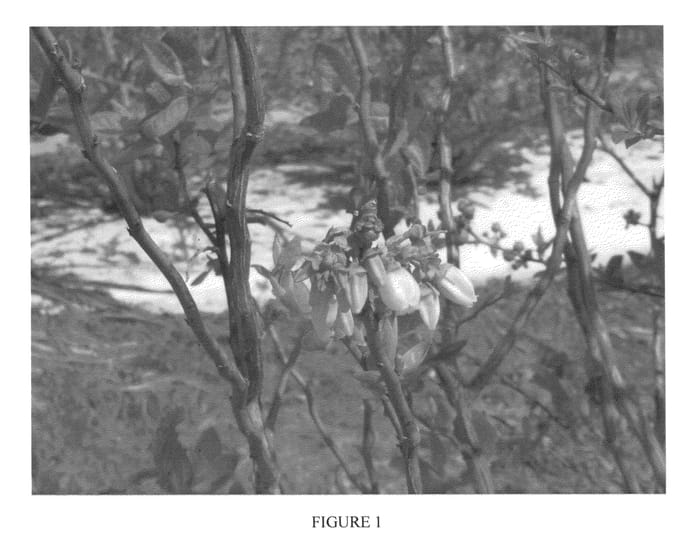 Figure 1 of US plant patent PP24874, the photograph of BB05-61GA-61 printed in the patent.