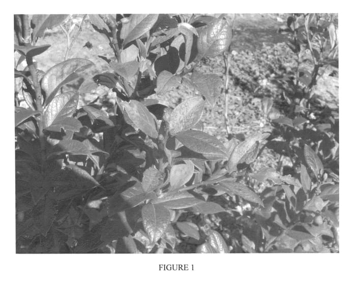 Figure 1 of US plant patent PP24875, the photograph of BB05-185GA printed in the patent.
