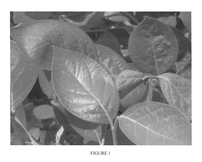 Figure 1 of US plant patent PP24876, the photograph of BB07-210FL-18 printed in the patent.