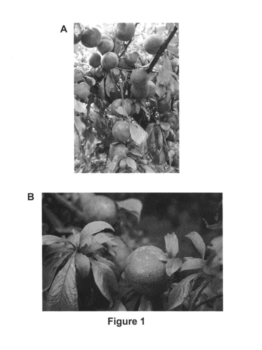 Figure 1 of US plant patent PP24877, the photograph of LRP40/205 printed in the patent.