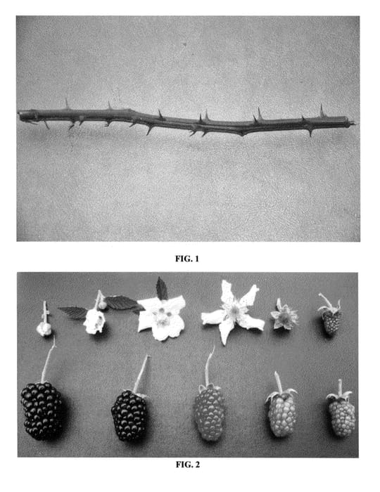 Figure 1 of US plant patent PP24878, the photograph of DrisBlackSeven printed in the patent.