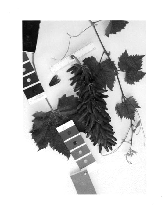 Figure 1 of US plant patent PP24879, the photograph of IFG Twelve printed in the patent.