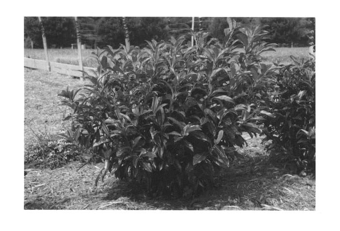 Figure 1 of US plant patent PP24880, the photograph of Chestnut Hill printed in the patent.