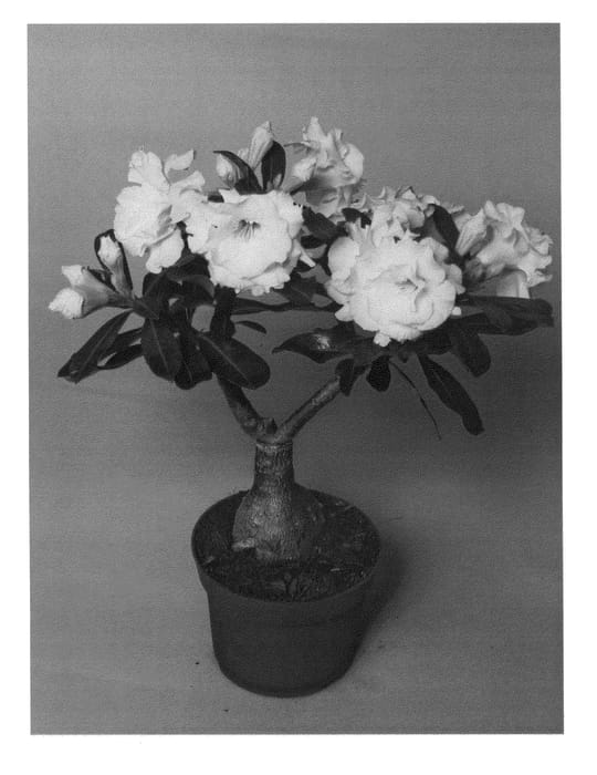 Figure 1 of US plant patent PP24881, the photograph of LEELADE207 printed in the patent.