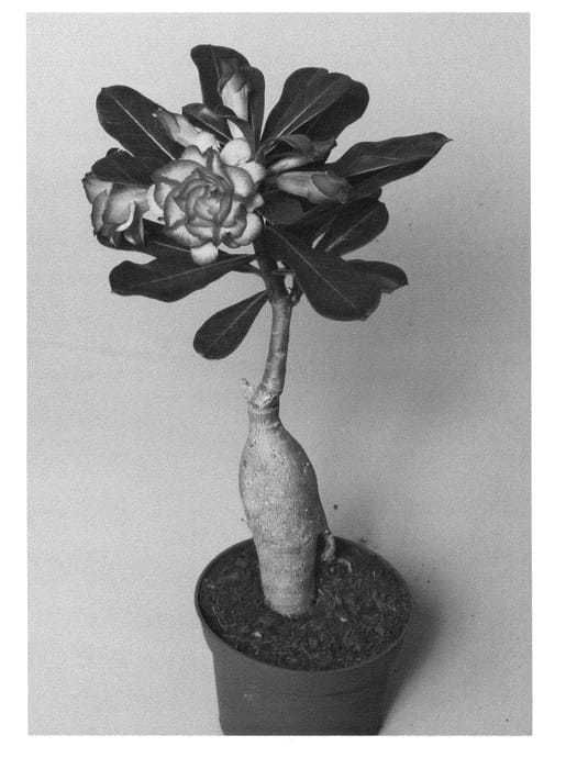 Figure 1 of US plant patent PP24882, the photograph of LEELADE206 printed in the patent.