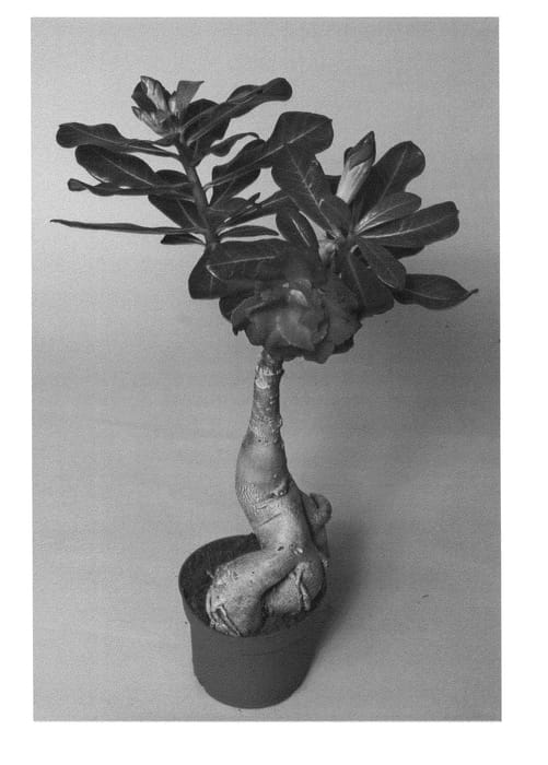 Figure 1 of US plant patent PP24883, the photograph of LEELADE204 printed in the patent.