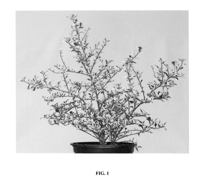 Figure 1 of US plant patent PP24884, the photograph of Cool Blue printed in the patent.